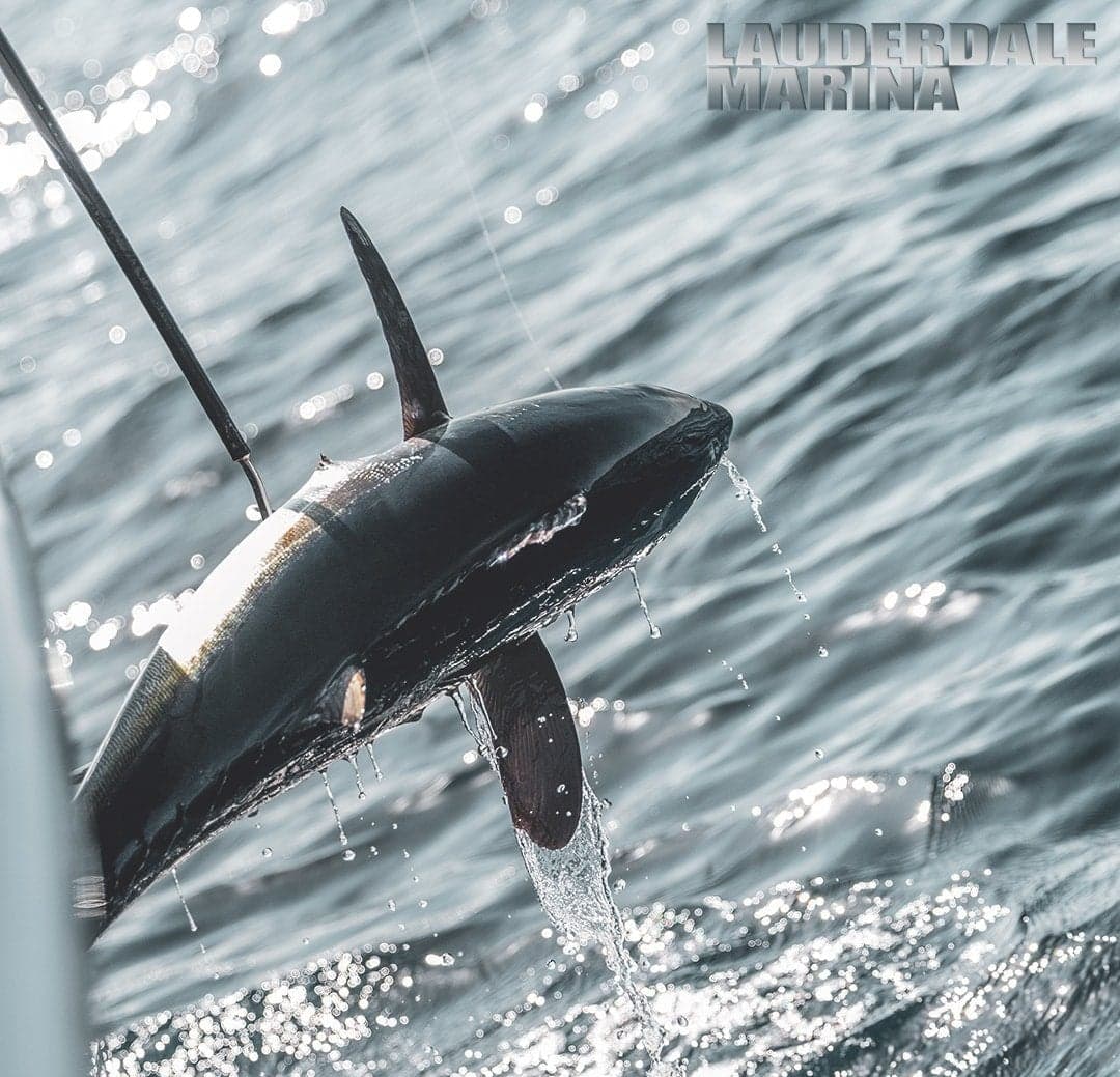 A large tuna being hoisted from the ocean with visible water droplets against rippling waves