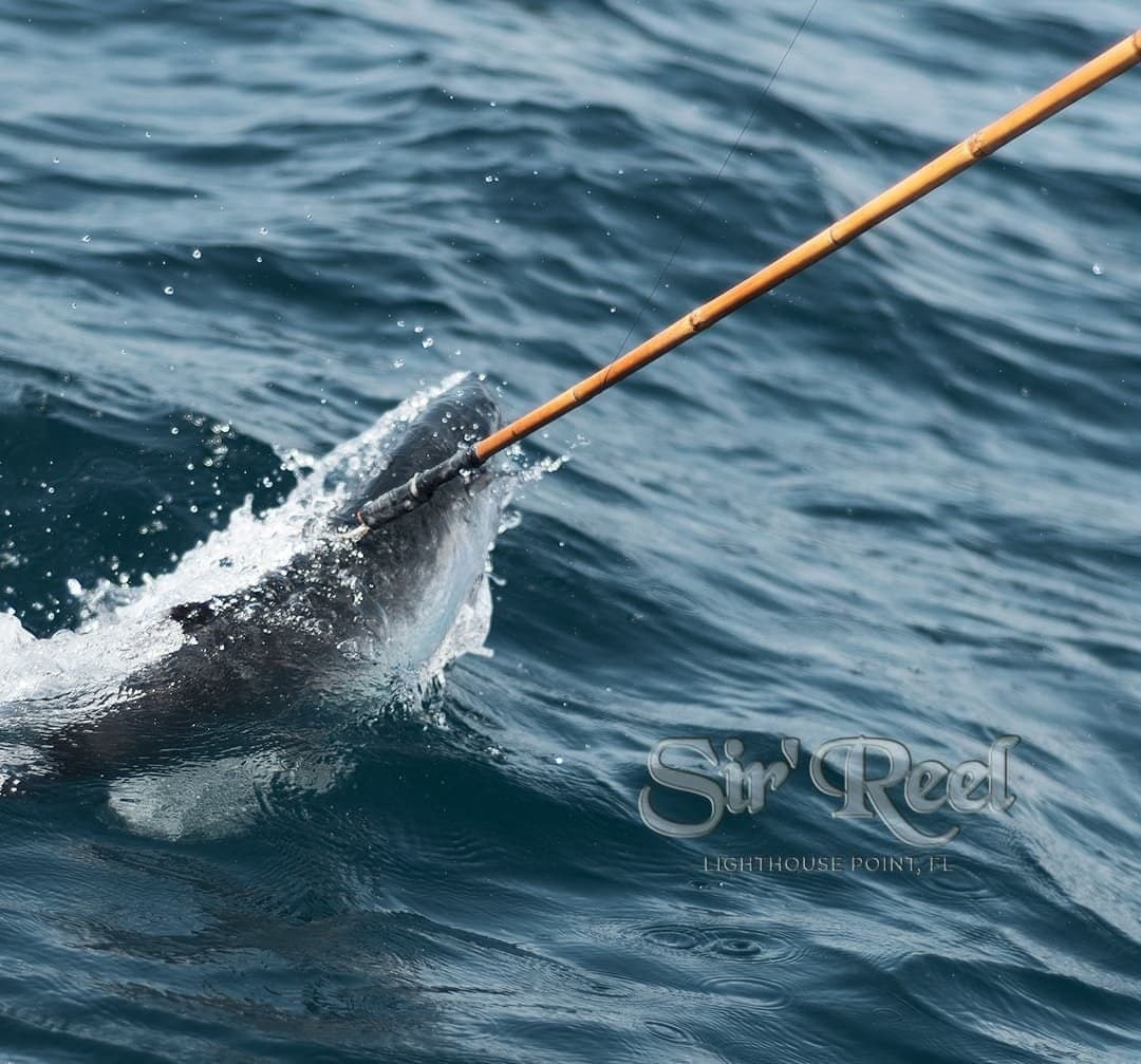 Close-up of a freshly caught fish being lifted from the ocean by a fishing gaff