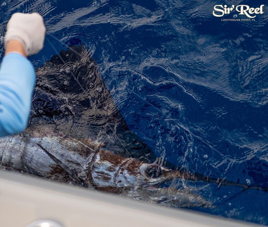 Close-up of an angler handling a sailfish on a sportfishing boat with the vibrant blue ocean