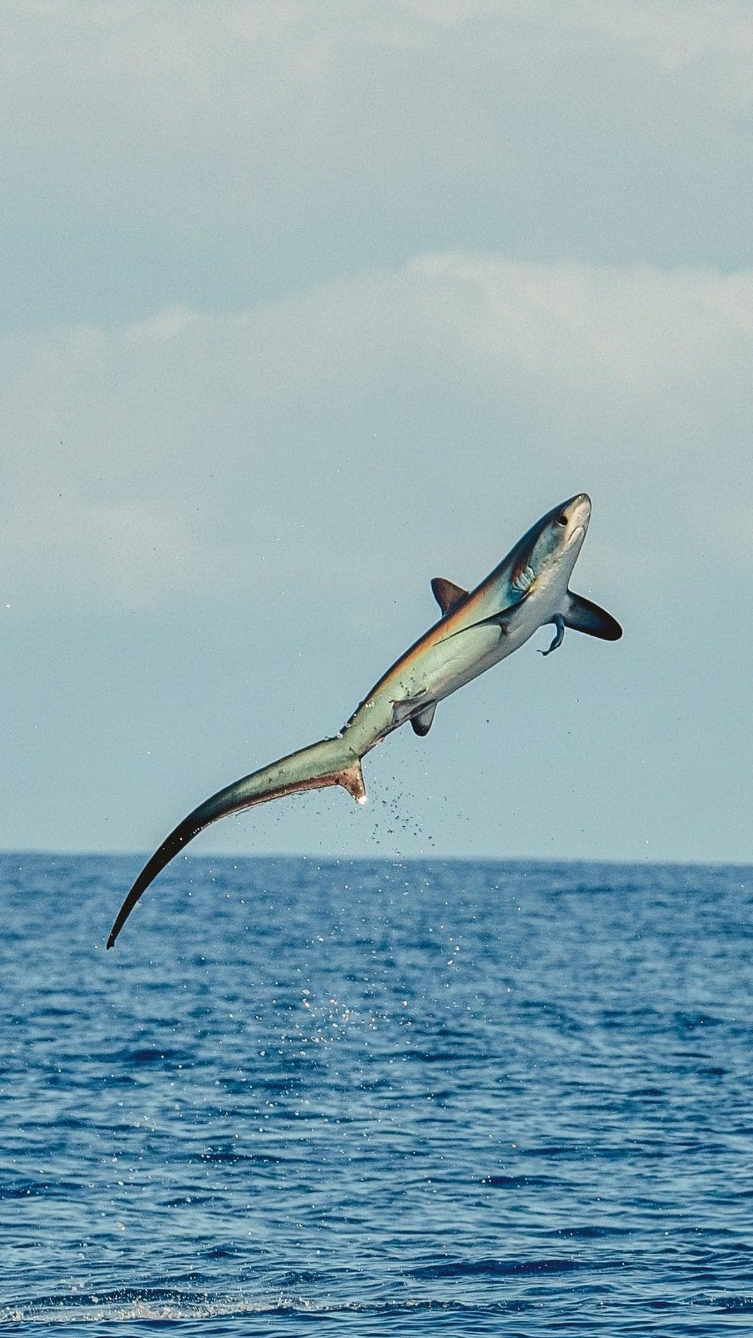 A shark exhibits an impressive acrobatic leap above the ocean surface during a fishing expedition