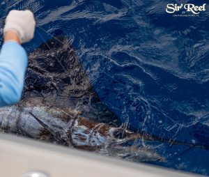 Sir'reel-fishing-team-sailfish-release