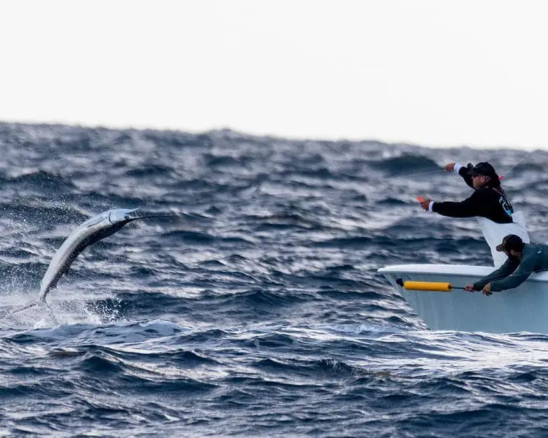 Sailfishing-In-Florida-JJFishweek