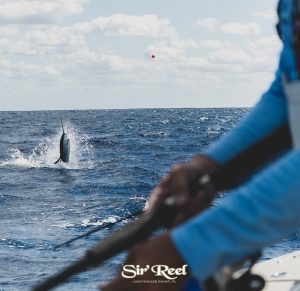 sailfish-jumping-at-JJfishweek-2019
