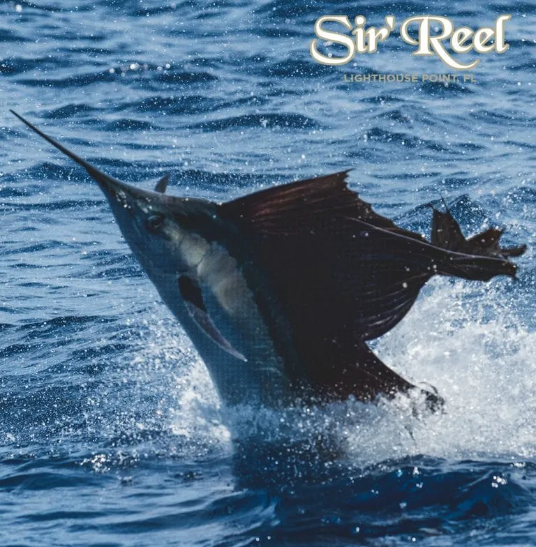 Sailfish Jumping During Bluewater Movements final Sail 2019