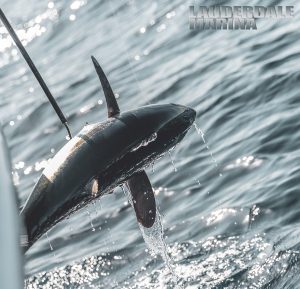 Blackfin Tuna Fishing