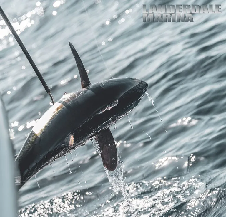 Blackfin Tuna Fishing