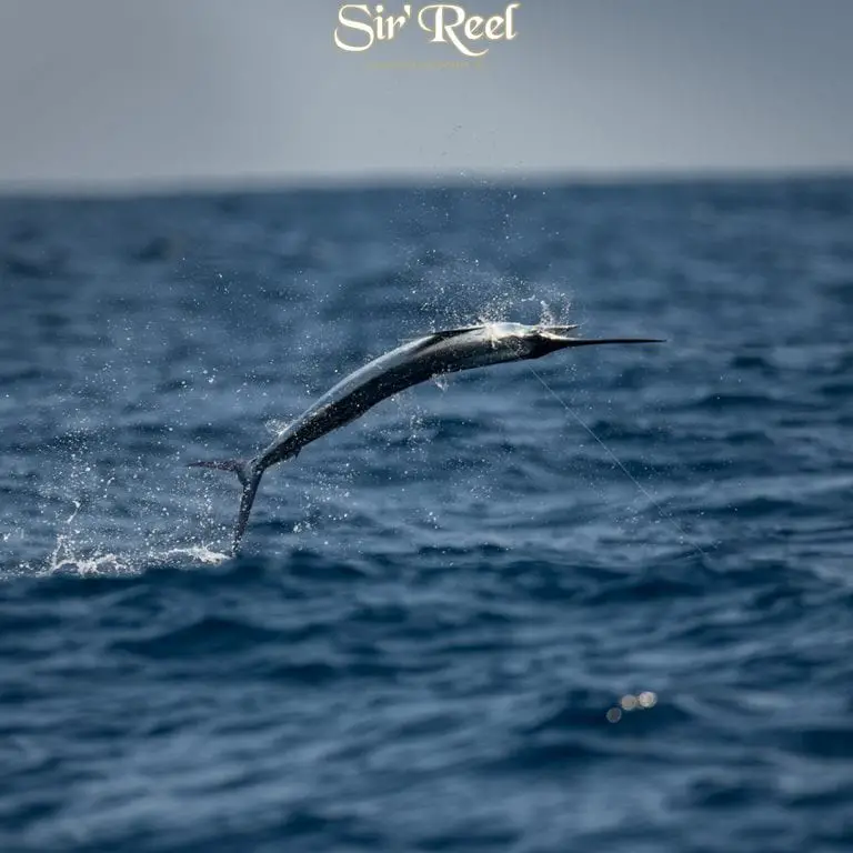 Fishing Picture With Sailfish Jumping