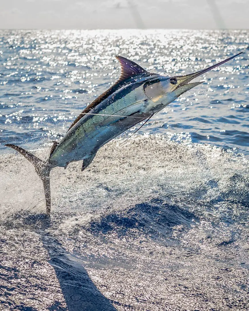 Los Suenos Triple Crown Fishing Tournament