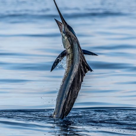 Blue Marlin Fish Jumping
